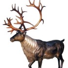 Deer Moose Antlered Animals